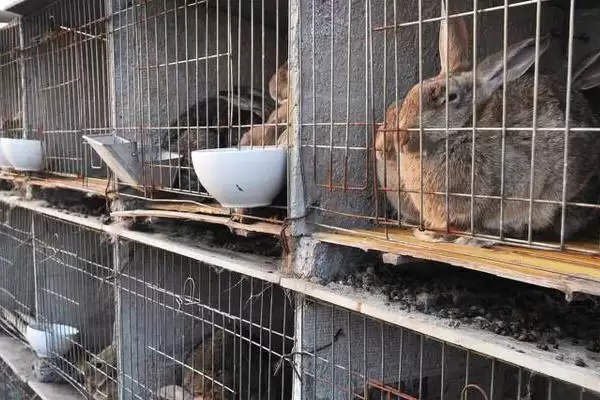 室内养兔子怎么做到不臭?在室内养兔子避免异味要采取哪些有效措施?插图2 室内养兔子怎么做到不臭?在室内养兔子避免异味要采取哪些有效措施?插图2