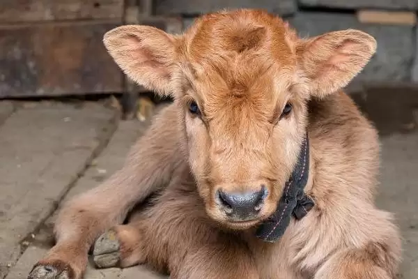 新生牛犊体温低的处理方法和要点?解决新生牛犊低温需注意哪些关键?插图3 新生牛犊体温低的处理方法和要点?解决新生牛犊低温需注意哪些关键?插图3