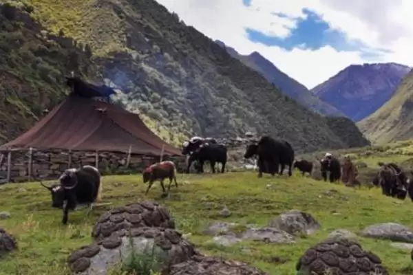 牦牛的养殖技术有哪些要点 ,牦牛养殖每年需严格按流程防疫插图2 牦牛的养殖技术有哪些要点 ,牦牛养殖每年需严格按流程防疫插图2