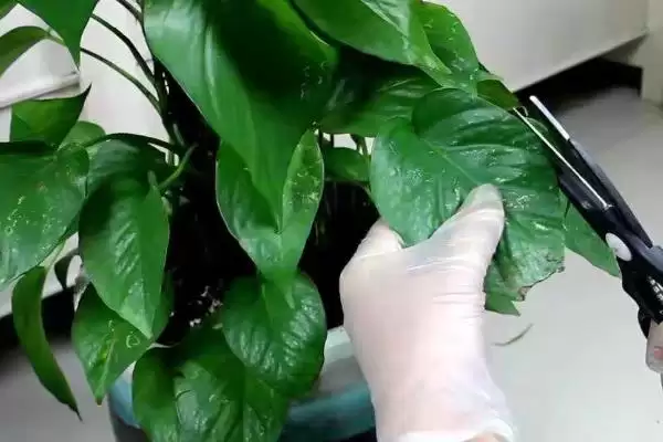 绿萝叶片发黑如何处理好 ,绿萝叶片发黑怎样应对插图4 绿萝叶片发黑如何处理好 ,绿萝叶片发黑怎样应对插图4