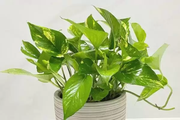 让绿萝的叶子变得又大又绿的方法?养护绿萝使叶子变大变绿要掌握哪些养护要点?插图4 让绿萝的叶子变得又大又绿的方法?养护绿萝使叶子变大变绿要掌握哪些养护要点?插图4