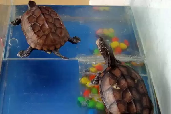 乌龟动物属性的要点和解读?解读乌龟动物属性需注意什么?插图4 乌龟动物属性的要点和解读?解读乌龟动物属性需注意什么?插图4