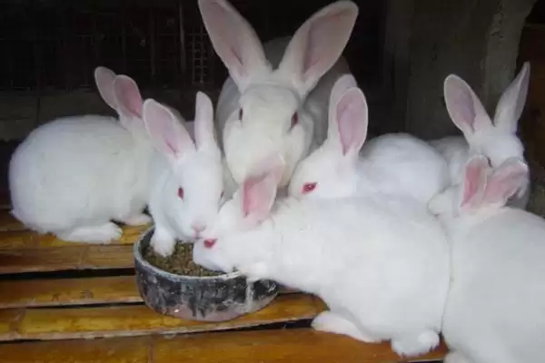 了解养兔所需条件的方法和重点?了解养兔所需条件要做好哪些细节?插图7 了解养兔所需条件的方法和重点?了解养兔所需条件要做好哪些细节?插图7