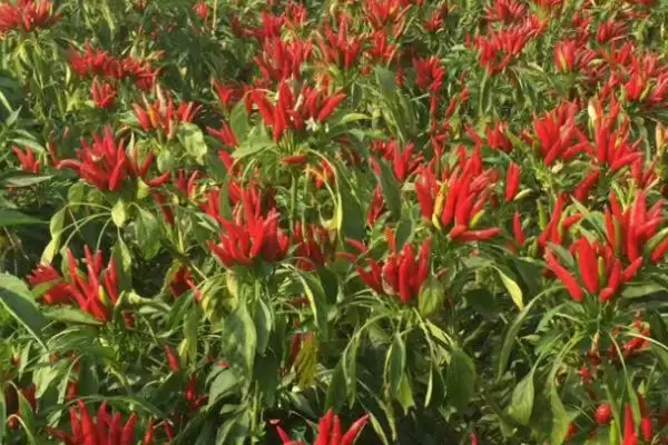 掌握指天椒种植技术的方法和重点?掌握指天椒种植技术要做好哪些细节?插图3 掌握指天椒种植技术的方法和重点?掌握指天椒种植技术要做好哪些细节?插图3