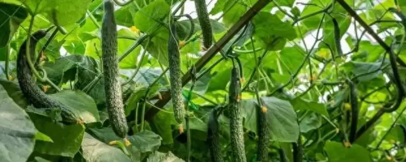 六月蔬菜种植宝典：黄瓜、辣椒、豇豆的高产秘籍-会东网