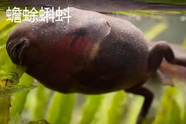 青蛙蝌蚪和蟾蜍蝌蚪的区别辨识:外观、活动、大小差异插图2 青蛙蝌蚪和蟾蜍蝌蚪的区别辨识:外观、活动、大小差异插图2