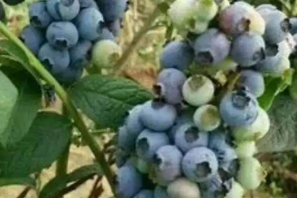 兔眼蓝莓品种介绍?认识兔眼蓝莓品种要了解哪些关键的品种特性和种植要点?插图2 兔眼蓝莓品种介绍?认识兔眼蓝莓品种要了解哪些关键的品种特性和种植要点?插图2