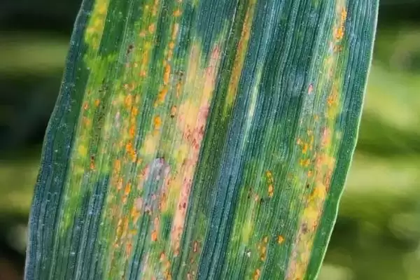 小麦叶锈病病因的要点和解读？了解小麦叶锈病需关注哪些关键信息？插图2