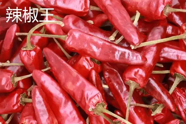 子弹头辣椒和辣椒王区别的要点和对比?分辨两种辣椒需注意什么?插图2 子弹头辣椒和辣椒王区别的要点和对比?分辨两种辣椒需注意什么?插图2
