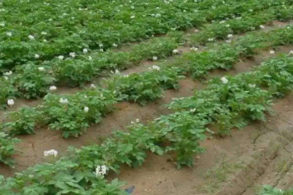 马铃薯的追肥时间是什么时候 ,马铃薯幼苗期需追什么肥插图2