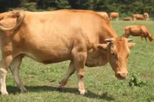 普通黄牛地方品种大集合：南阳牛、鲁西牛等的品种特点插图2