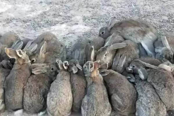 种兔挑选避坑指南：为何第一胎生下的仔兔不宜选？插图3