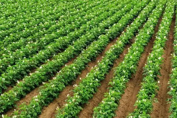 土豆播种后为什么会腐烂？探究土豆播种后腐烂原因要考虑哪些种植和环境因素？插图3