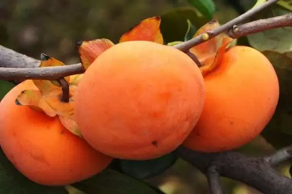 兔子可以吃榴莲吗？判断兔子能否吃榴莲要考虑哪些兔子饮食习性和健康因素？插图3