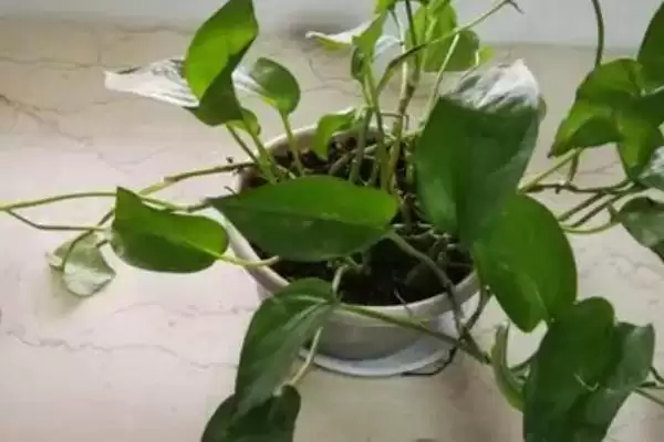 绿萝僵苗有哪些症状表现 ,绿萝僵苗会出现什么情况插图1 绿萝僵苗有哪些症状表现 ,绿萝僵苗会出现什么情况插图1