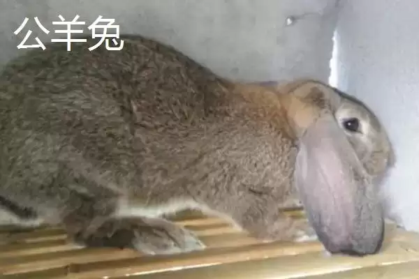 兔子的养殖品种?认识兔子养殖品种要了解哪些关键的品种分类和特性要点?插图6 兔子的养殖品种?认识兔子养殖品种要了解哪些关键的品种分类和特性要点?插图6