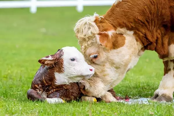新生牛犊体温低的应对方法和要点？处理新生牛犊体温问题需注意什么？插图1