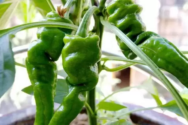 六月蔬菜种植宝典：黄瓜、辣椒、豇豆的高产秘籍插图3