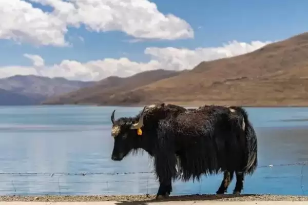 牦牛的养殖技术有哪些要点 ,牦牛养殖每年需严格按流程防疫插图6 牦牛的养殖技术有哪些要点 ,牦牛养殖每年需严格按流程防疫插图6