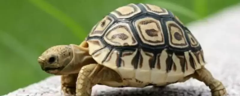乌龟长时间不进食原因的要点和分析？分析乌龟不进食原因需关注什么？-会东网