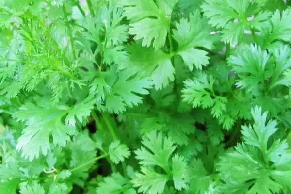 四季可种的蔬菜有哪些?选择四季可种蔬菜要考虑哪些生长习性和环境适应性?插图5 四季可种的蔬菜有哪些?选择四季可种蔬菜要考虑哪些生长习性和环境适应性?插图5