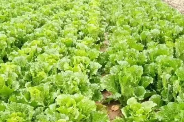 六月蔬菜种植宝典：黄瓜、辣椒、豇豆的高产秘籍插图1