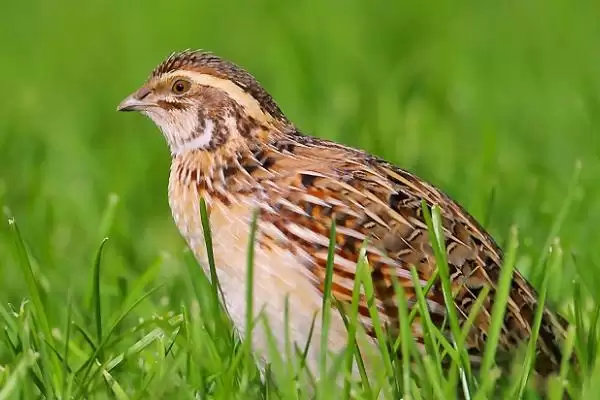 特色养殖项目有哪些?探索特色养殖项目要分析哪些市场需求和养殖技术要点?插图5 特色养殖项目有哪些?探索特色养殖项目要分析哪些市场需求和养殖技术要点?插图5