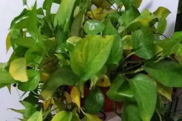 让绿萝的叶子变得又大又绿的方法?养护绿萝使叶子变大变绿要掌握哪些养护要点?插图7 让绿萝的叶子变得又大又绿的方法?养护绿萝使叶子变大变绿要掌握哪些养护要点?插图7