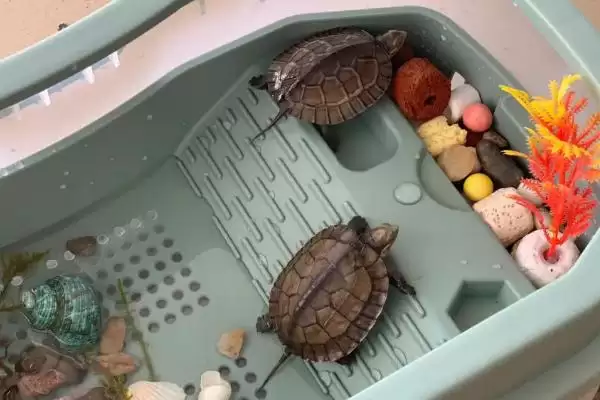 乌龟的正确饲养方法?饲养乌龟要掌握哪些涵盖饮食、环境和健康管理的要点?插图1 乌龟的正确饲养方法?饲养乌龟要掌握哪些涵盖饮食、环境和健康管理的要点?插图1