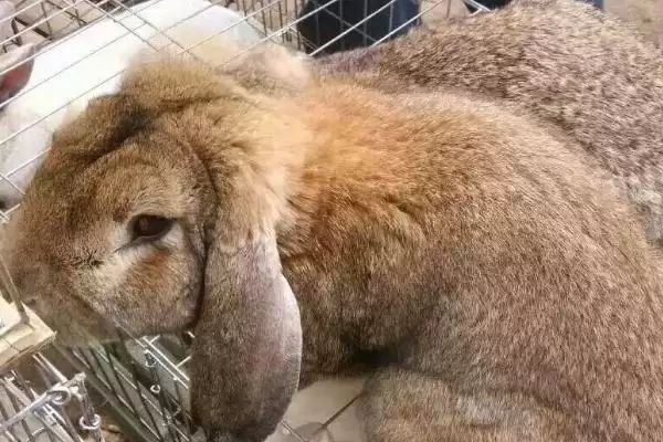 了解养兔国家补贴的方法和重点？了解养兔国家补贴要做好哪些细节？插图3