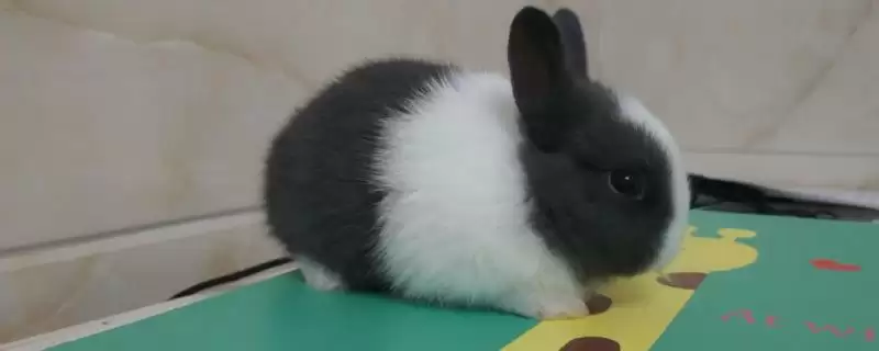 兔子脱毛的原因？探究兔子脱毛原因要考虑哪些兔子生理、饲养和环境因素？-会东网