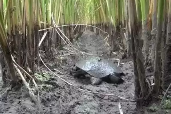 乌鳖是什么?认识乌鳖要了解哪些关键的生物分类、形态和习性要点?插图1 乌鳖是什么?认识乌鳖要了解哪些关键的生物分类、形态和习性要点?插图1