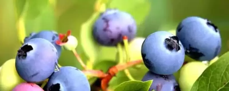 蓝莓不开花结果的原因 ,哪些因素会导致蓝莓不开花结果?-会东网