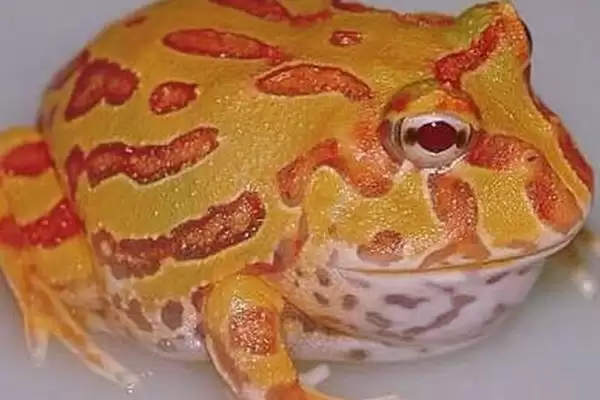 角蛙的饲养方法 ,饲养角蛙需要注意哪些方面插图2