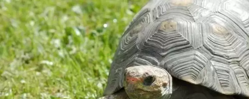 乌龟的适温?了解乌龟适宜温度要知晓哪些乌龟生理和生长习性要点?插图 乌龟的适温?了解乌龟适宜温度要知晓哪些乌龟生理和生长习性要点?插图