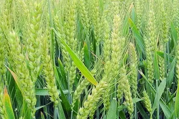 小麦播种量的要点和影响因素?确定小麦播种量需关注哪些关键因素?插图4 小麦播种量的要点和影响因素?确定小麦播种量需关注哪些关键因素?插图4