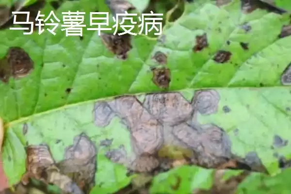 马铃薯早疫病和晚疫病有何区别 ,马铃薯早晚疫病病斑有何不同插图1 马铃薯早疫病和晚疫病有何区别 ,马铃薯早晚疫病病斑有何不同插图1