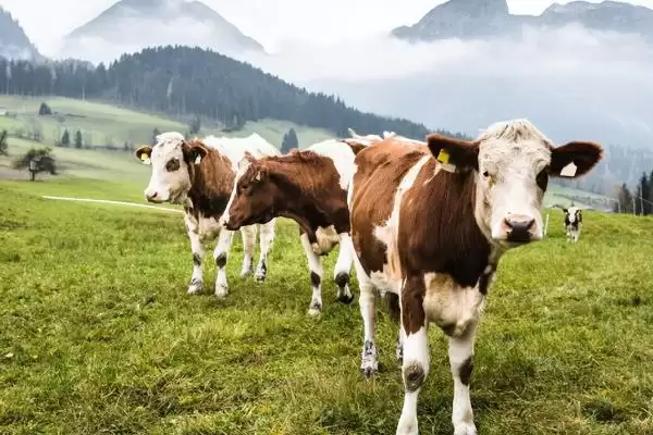 计算养一头牛一年纯利润的方法和重点？计算养一头牛一年纯利润要做好哪些细节？插图4