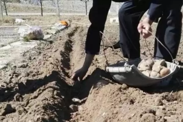 土豆播种后为什么会腐烂？探究土豆播种后腐烂原因要考虑哪些种植和环境因素？插图1