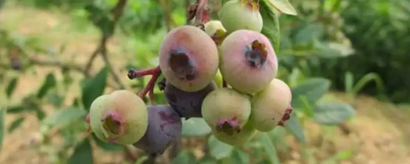 蓝莓僵果病的危害症状 ,蓝莓僵果病对花有什么危害?-会东网