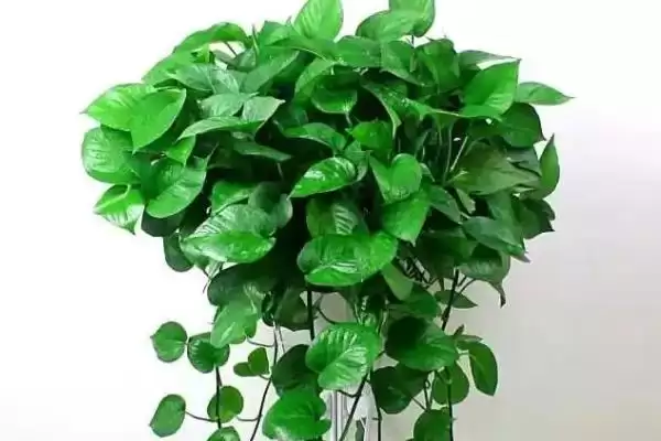 绿萝为什么不长藤 ,绿萝长藤与光水肥有何关系插图3 绿萝为什么不长藤 ,绿萝长藤与光水肥有何关系插图3