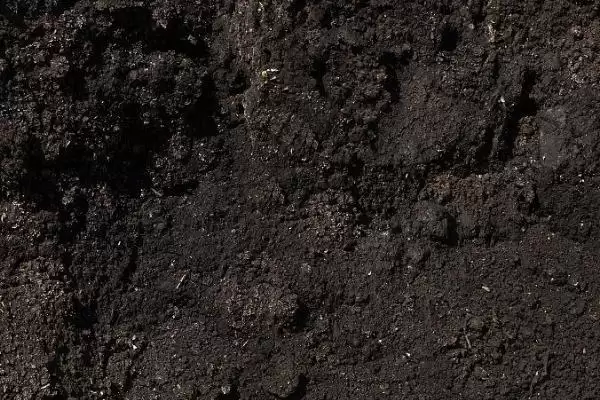 线椒种植的方法和要点？种植线椒要掌握哪些关键技术步骤？插图1