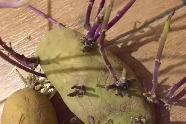 土豆发芽了还能吃吗?判断发芽土豆能否食用要考虑哪些食品安全和健康因素?插图3 土豆发芽了还能吃吗?判断发芽土豆能否食用要考虑哪些食品安全和健康因素?插图3