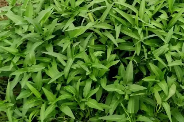 夏日蔬菜种植优选：豇豆、南瓜、丝瓜的清凉栽培法插图7