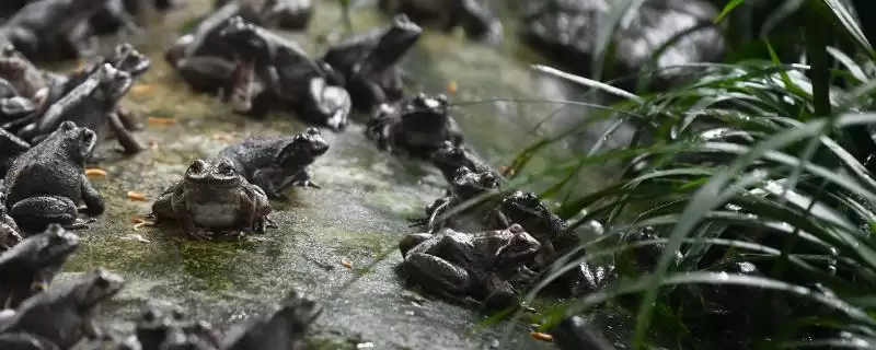 石蛙苗的价格及养殖技术？了解石蛙苗价格和养殖技术要注意什么？-会东网