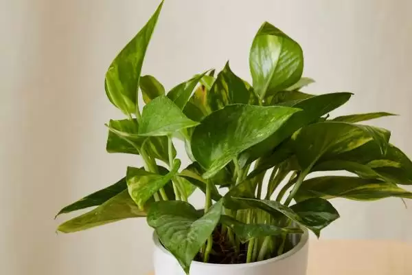 让绿萝的叶子变得又大又绿的方法?养护绿萝使叶子变大变绿要掌握哪些养护要点?插图3 让绿萝的叶子变得又大又绿的方法?养护绿萝使叶子变大变绿要掌握哪些养护要点?插图3