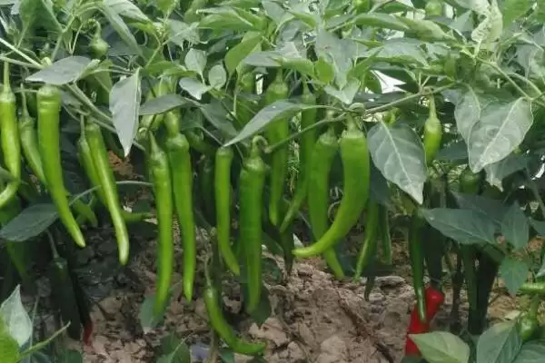 秋冬茬辣椒低产原因剖析:根系、肥水、光照不良等因素插图3 秋冬茬辣椒低产原因剖析:根系、肥水、光照不良等因素插图3