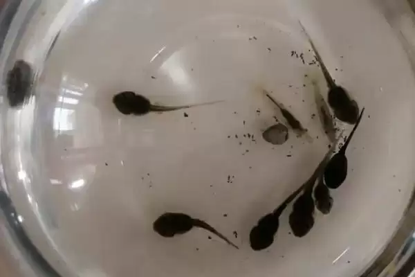 饲养蝌蚪的原则?饲养蝌蚪要遵循哪些科学的饲养原则和管理要点?插图3 饲养蝌蚪的原则?饲养蝌蚪要遵循哪些科学的饲养原则和管理要点?插图3