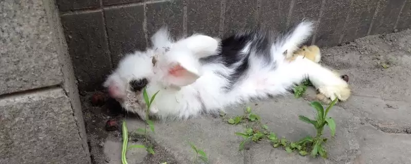 兔子患有肠胃炎的症状？了解兔子肠胃炎症状要知晓哪些疾病表现和判断要点？-会东网