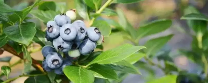 蓝莓的生长位置 ,蓝莓长在怎样的植株上呢?-会东网